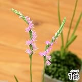 (盆栽)苔盆栽 おまかせ益子焼鉢植え ネジバナ(モジズリ)四角 小(1鉢) 本州・四国限定[生体]