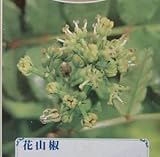 花山椒（ハナサンショウ）５寸ポット植え