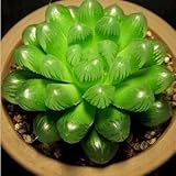 ホーム＆ガーデンフラワーポットプランターのためのジューシーな種子盆栽の植物の種子 - 30個/ロット