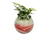 花市場直送便 アイビー(カラーサンド植え) バブルボール10cm ピンク/赤