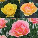 チューリップ　バヤコンディオス　３球入