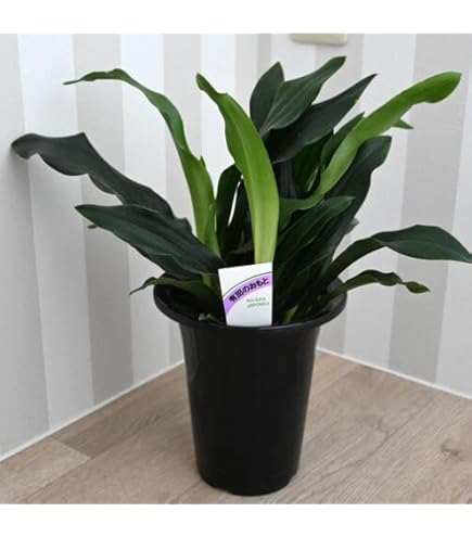 Amazon.co.jp: 厄除け 観葉植物：オモト 万年青*ブラック 陶器鉢