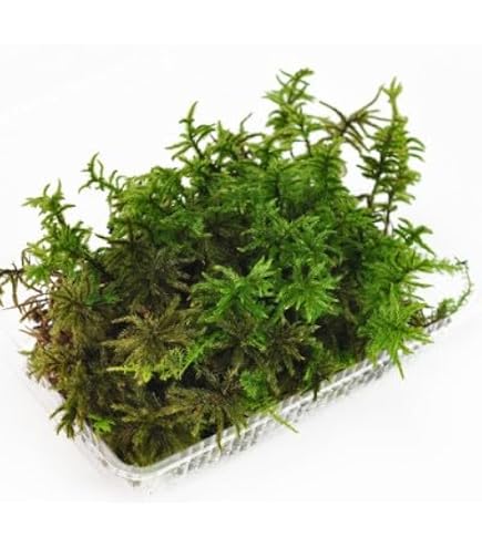 Amazon｜ITANSE イワヒバ 大王閣 2.5号 1個売り 山野草 シダ植物