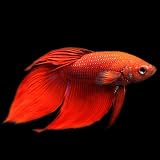 (熱帯魚)ベタ　トラディショナル　オス　赤系（約5cm）（1匹）[生体]