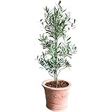 オリーブの木 テラコッタ鉢植え 観葉植物 本物 鉢植え ガーデニング インテリア 大型 おしゃれ バルコニー