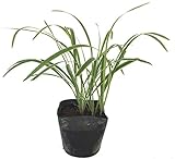 フイリヤブラン　【28Potセット】　下草苗