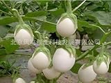 Egg white eggplant seeds about selling organic vegetable 100seed