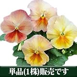 パンジー ユニーク系 アプリコットメルバ Ver.2 10.5cmサイズ大ポット 1ポット パンジー ビオラ すみれ 苗 寄せ植え