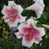 テッポーユリ　トライアンファーター　１球入