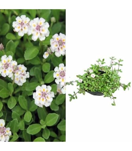 Amazon.co.jp: 【28本セット】リピア（ヒメイワダレソウ） / 9.0cm
