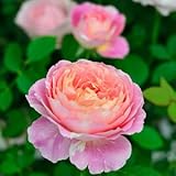 バラ苗 クロードモネ 国産大苗デルバールオリジナル角鉢6号 四季咲き大輪 複色系くフレンチローズ（デルバール）