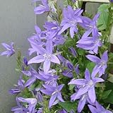 ハッピーガーデン 花苗 カンパニュラ ポシャルスキアナ 1鉢3～3.5号 【お届け中】 Campanula poscharskyana イングリッシュガーデン 2023AKI