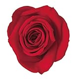 ＶERMEILLE プリザーブドフラワー アヴァ (16輪入り) レッド RV0PR650-020