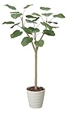 造花アート・観葉植物　ウンベラータ1.55＜ 創立記念日 周年祝い 上場祝いに ＞