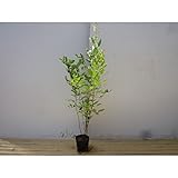 【5本セット】 ハギ・ヤマハギ 樹高0.5m前後 12cmポット 苗木 植木 苗 庭木 生け垣