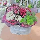 ワイン入り寄せ鉢ミックスバスケット 鉢花 観葉植物 ミニボトル ワインセット 誕生日 記念日