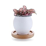 T4U 5.5cm 韓国風陶器鉢No.2 鼓形 多肉植物、サボテン鉢 フラワーポット 植木鉢 バンブートレイ付き 白