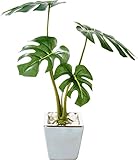 ポピー 造花の観葉植物 モンステラ GLA-1173