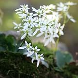 [ 大文字草 ] アポイ小葉大文字草