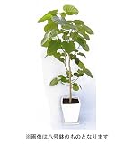 ウンベラータ 10号 陶器鉢 (丸: 白)