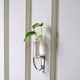 「オキシカルジウム」　マグネット式壁掛け用容器　『Cibi (シビ)』　【土なし　清潔　水やり簡単　セラハイト】