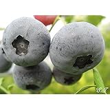 ブルーベリー 苗木 エリザベス 苗 2年生 挿し木苗 【 ノーザンハイブッシュ系 】