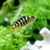 Amazon 熱帯魚 ゴールデンゼブラ シクリッド ４匹 北海道航空便要保温 Charm チャーム 観賞魚 水中生物 通販