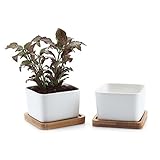 T4U 8.5 陶器鉢 白 スクエア NO.1 植木鉢 多肉植物 サボテン鉢 竹トレイ付き 2個入り