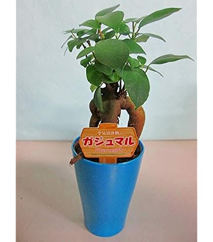 Amazon.co.jp: パンダガジュマル 斑入りカット苗 緑、白、ハーフムーン