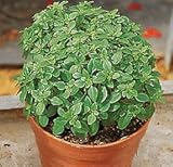 [タネ]バジル：マイクロバジル の種3袋セット[香りのよい小葉バジル　3～10月まき]