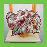 100 pcs Begonia seeds, potted flower seeds,begonia plants for mini garden,variety complete,the buddi