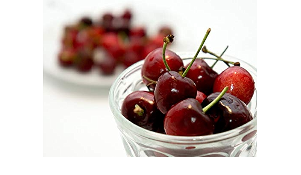 Amazon アメリカンチェリー 大実ハリウッド 1年生 接ぎ木 苗 果樹苗木 果樹苗 さくらんぼ サクランボ 果物