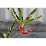 [盆栽用苗木]百両金（カラタチバナ）：上巻鳳凰（アゲマキホウオウ）3.5号ポット[斑入変化葉]