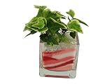 花市場直送便 アイビー(カラーサンド植え) ブロックM ピンク/赤