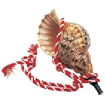 法螺貝☆35cm前後☆ほら貝 ホラ貝 ホラガイ ホラガイ ホラ貝 ほら貝 法螺貝 魔除け 置物 - メルカリ