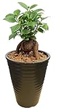 花のギフト社 ガジュマル ガジュマルの木 観葉植物 ミニ 本物 鉢植え がじゅまる ガジュマル鉢植え