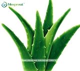 Vegetables and fruit seeds Aloe vera seeds edible beauty Edible cosmetic Bonsai plants Seeds for hom