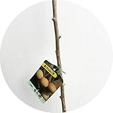 銀杏 苗木 金兵衛 13.5cmポット苗 きんべえ いちょう 苗 イチョウ