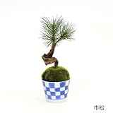 CUPBON 松・三本 そばちょこ 波唐草 盆栽 造花 フェイクグリーン