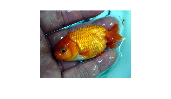 Amazon ランチュウ らんちゅう 深見養魚場 こだわりの生体をお届けします 名生園 こだわりの生体をお届けします 名生園 観賞魚 水中生物 通販