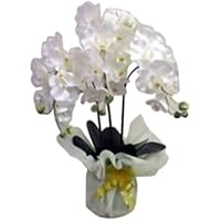 Amazon Co Jp 売れ筋ランキング 胡蝶蘭 の中で最も人気のある商品です