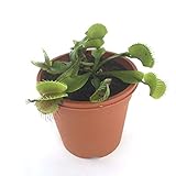 食虫植物 【ハエトリソウ】 Dionaea ｍuscipula `Big Mouth' SWC / 2.5号鉢 (ディオネア マスシプラ `ビックマウス')