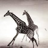 22322551 – Noir Gris Alors muriaticumトープFond D 'casadeco Girafe Murale écran