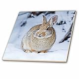 Danita Delimont – 動物 – ワイオミング州、Nuttalls Cottontail Rabbit in Snow。 – タイル 8-Inch-Ceramic ct_231886_3