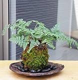 太い根茎、涼しげな葉が魅力のシダ植物【しのぶ（シノブ）の苔玉・くらま岩器セット (敷石の色（黒）)