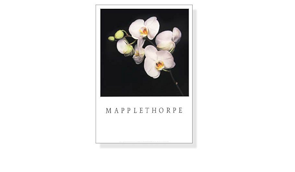 22最新のスタイル メイプルソープ ロバート Mapplethorpe Robert ポスター クロムハーツ 検 ロバートメイプルソープ Gallery H Lord Michael 額装品 Poster その他 Labelians Fr