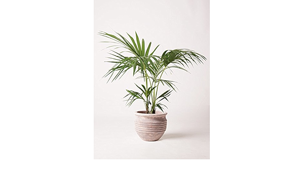 Amazon Hitohana ひとはな ケンチャヤシ8号 テラアストラリゲル赤茶色 観葉植物 オンライン通販