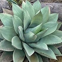 Amazon｜【種子】Agave Ovatifolia ◇アガベ・オバティフォリア