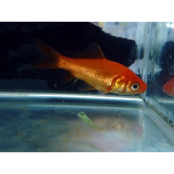 金魚 小赤5匹 生体 名生園 こだわりの生体をお届けします 名生園 観賞魚 水中生物 通販 Amazon