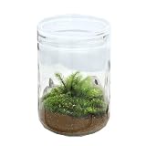 (観葉) 苔Terrarium ヒノキゴケ ガラスボトルL 説明書付 テラリウムキット 本州・四国限定[生体]